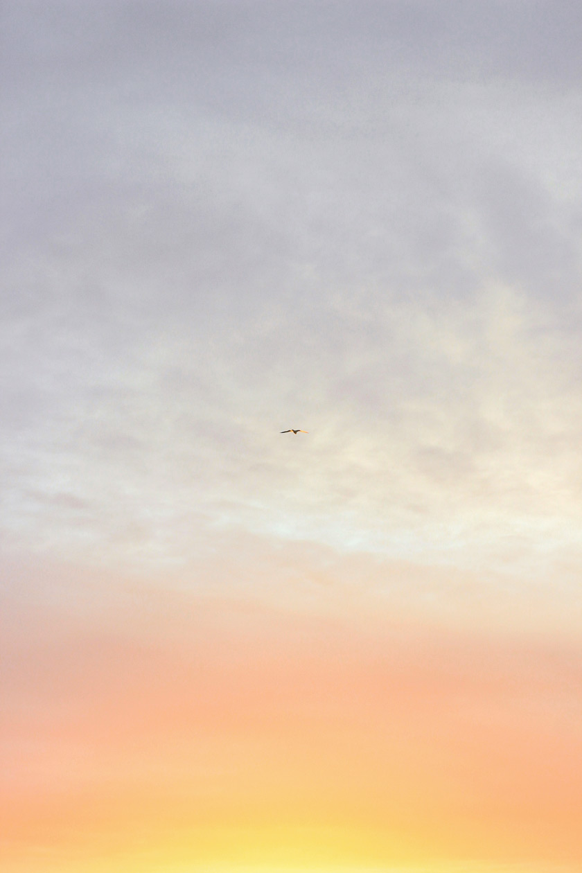 oiseau-ciel-aube